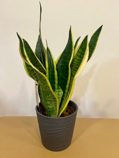 Snake Plant