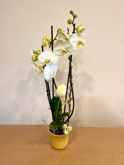 Phalaenopsis Orchid