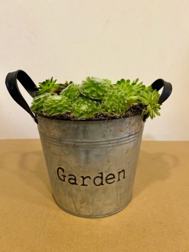 GARDEN SUCCULENT MIX