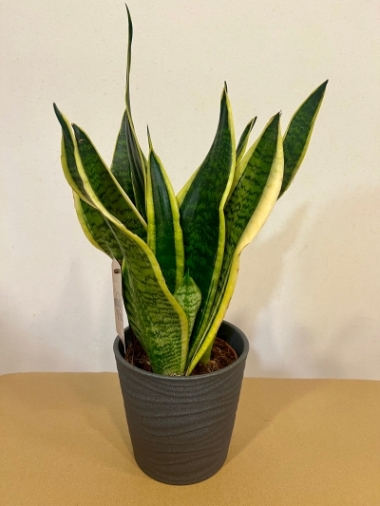 Snake Plant